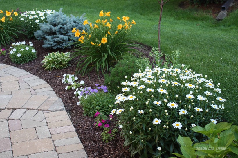 Lilia Stella D'oro, ogród, rabatka