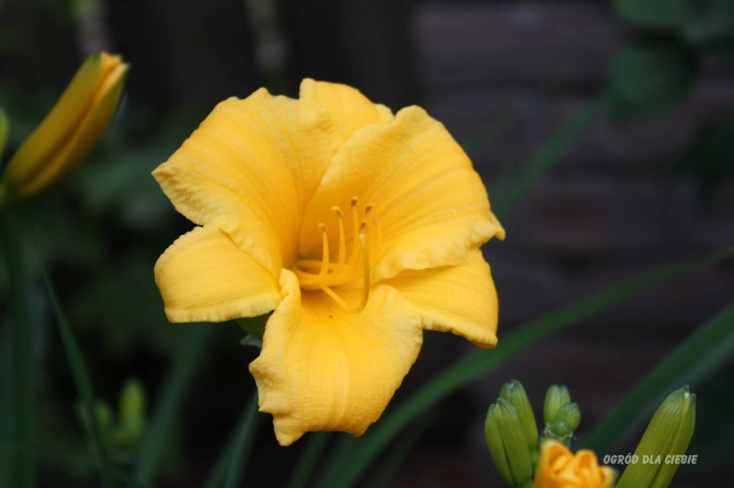 liliowiec Stella de Oro "ogród dla ciebie"