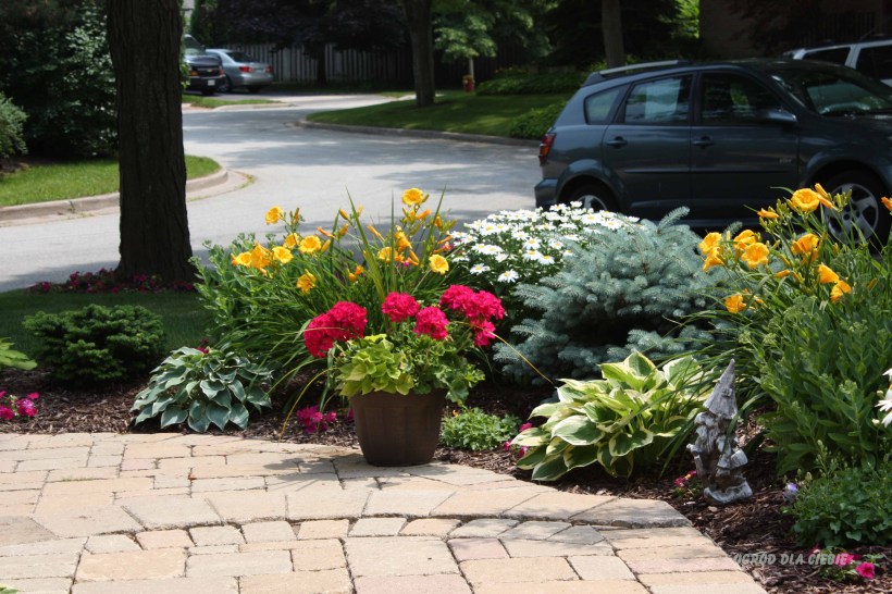 lilia stella de Oro, ogród, rabatka