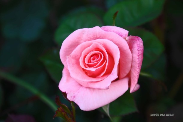 Różowa róża