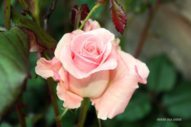 róża w moim ogrodzie