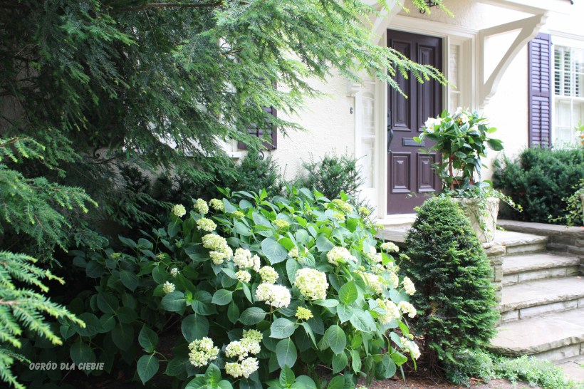 Hortensja przed domem