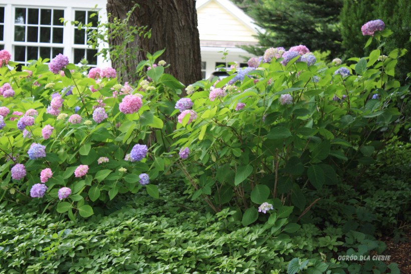 Hortensja w ogrodzie