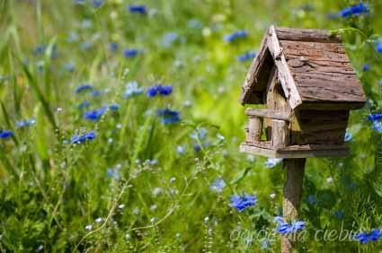 karmnik dla ptaków wśród bławatków