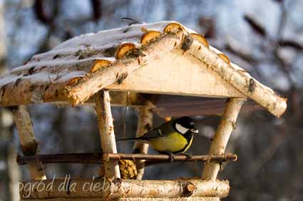 karmnik dla ptaków a w nim sikorka bogatka