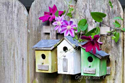 trzy kolorowe karmniki dla ptaków na płocie