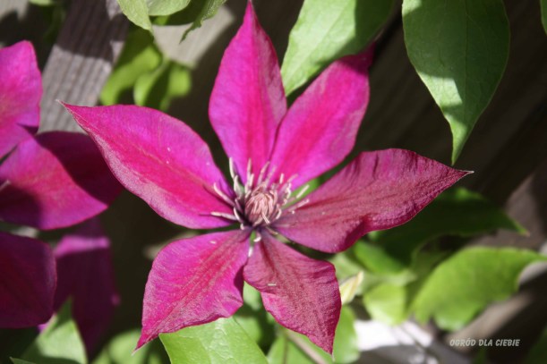 powojnik "Niobe" ogród dla ciebie