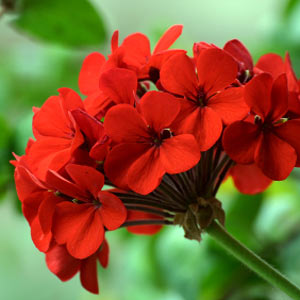 pelargonie