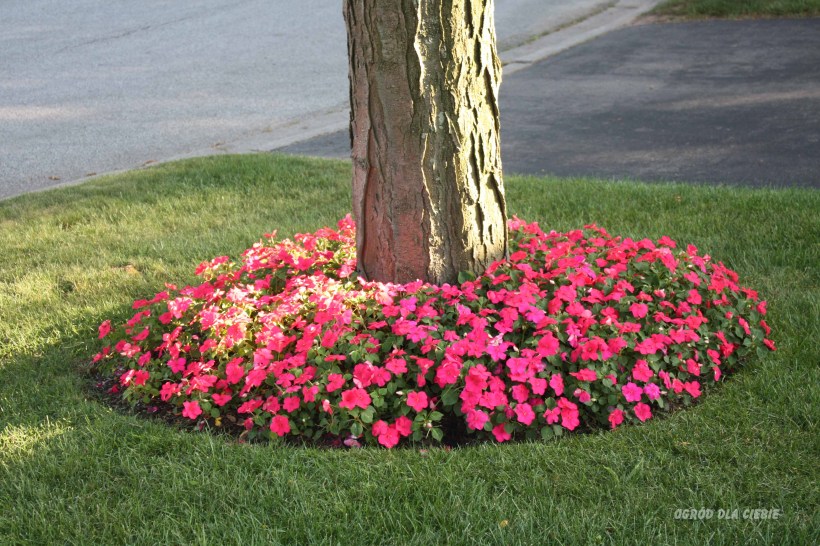 niecierpek www.ogroddlaciebie.net