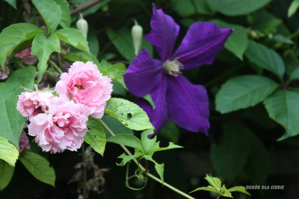 powojnik "Jackmani" www.ogróddlaciebie.net