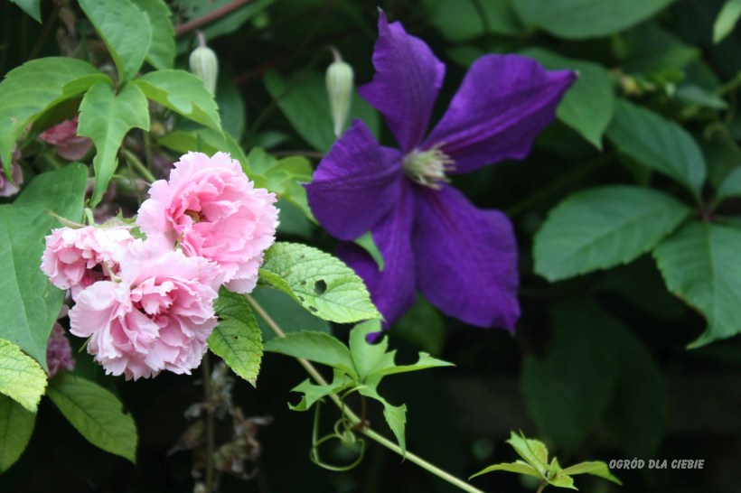 powojnik "Jackmani" www.ogróddlaciebie.net