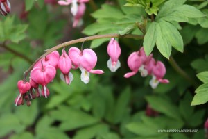 bleeding heart