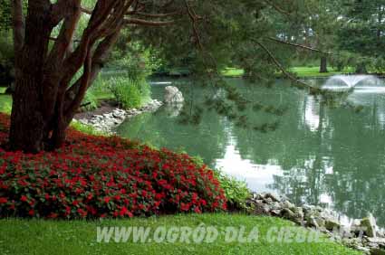 niecierpek pod drzewem