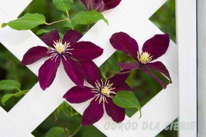 powojnik, (clematis) "Niobe" www.ogroddlaciebie.net
