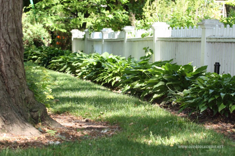 funkia przy płocie www.ogróddlaciebie.net