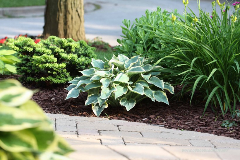 funkia www.ogróddlaciebie.net