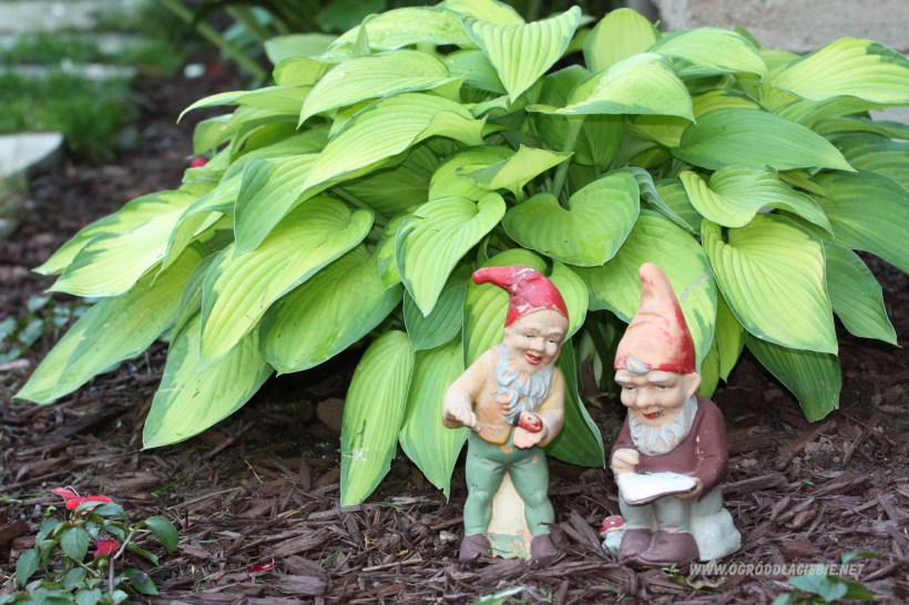 funkia royal standard www.ogróddlaciebie.net