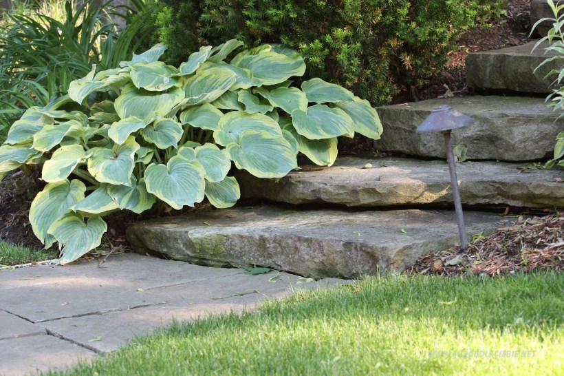 funkia przy kamiennych schodach www.ogróddlaciebie.net