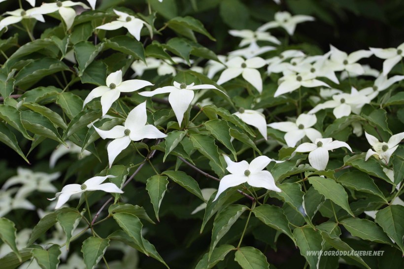 drzewo cornus kousa