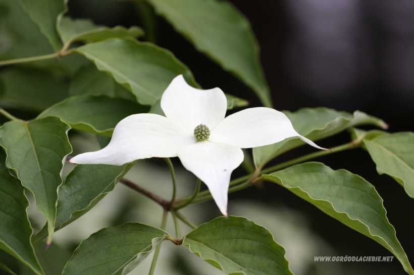 drzewo Cornus Kousa (dogwood)