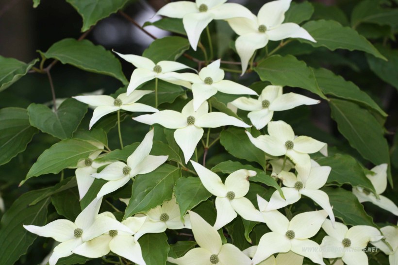 drzewo cornus kousa (dogwood)