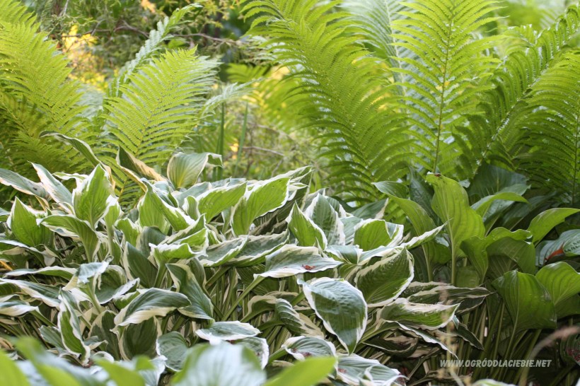 funkia www.ogróddlaciebie.net