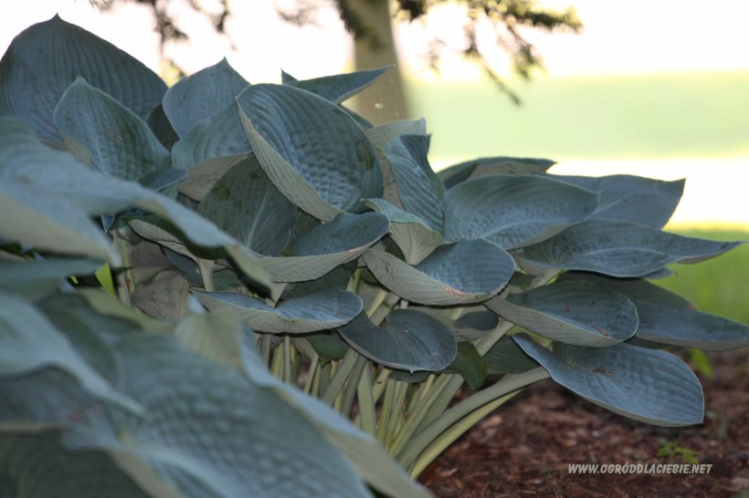 funkia Elegans www.ogróddlaciebie.net