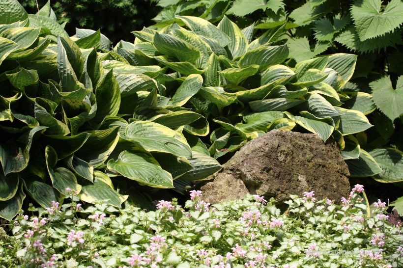 funkia Golden Tiara www.ogróddlaciebie.net