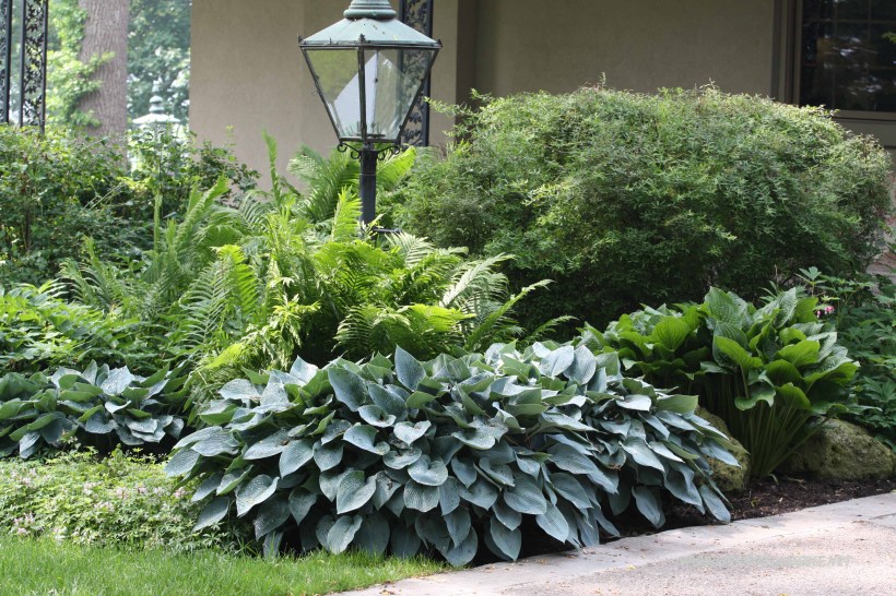 funkia www.ogróddlaciebie.net