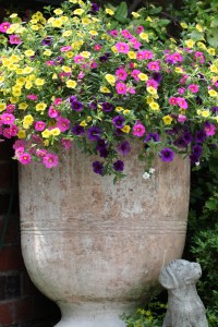 kwiaty w donicach www.ogróddlaciebie.net