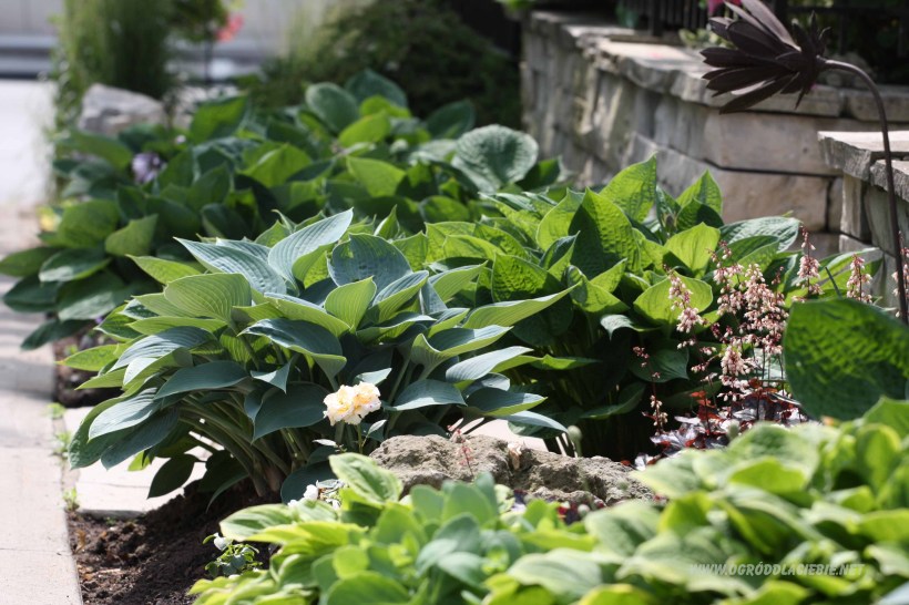 hosta www.ogróddlaciebie.net