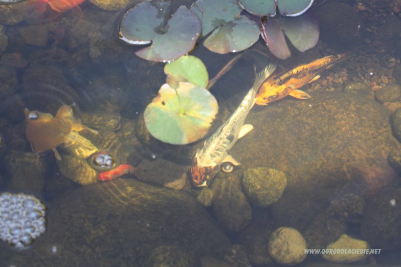 ryby w oczku wodnym