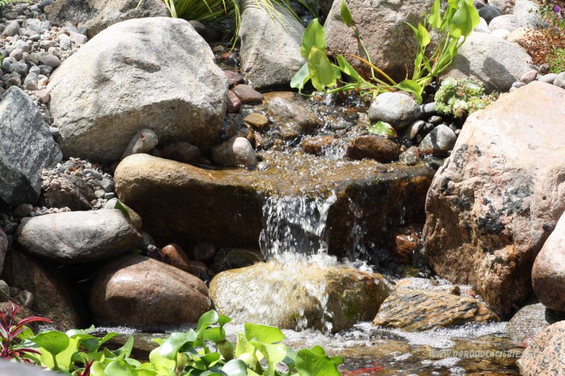 zdjęcia oczko wodne