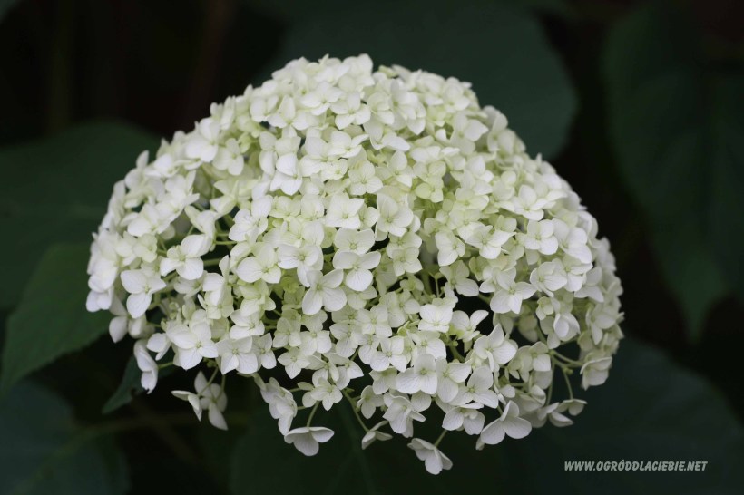 hortensja
