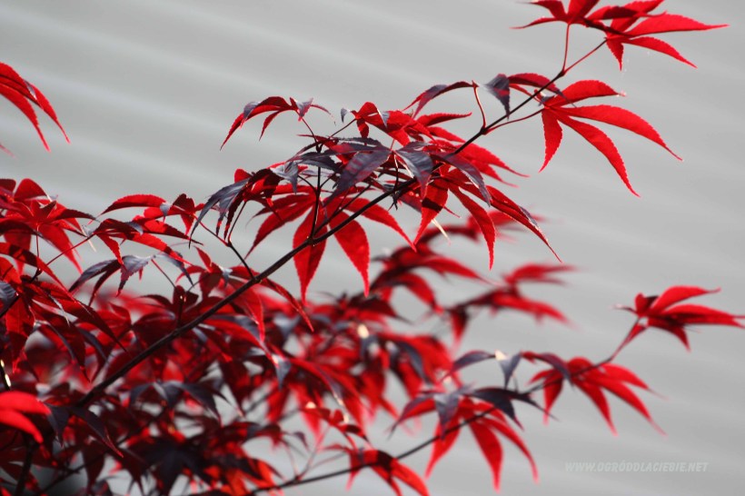 Japoński Klon Bloodgood