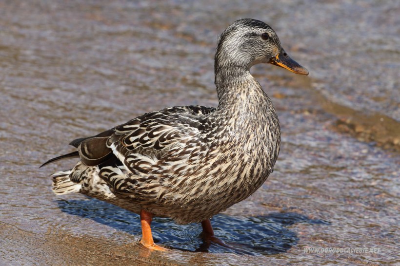Kaczka nad jeziorem Peninsula
