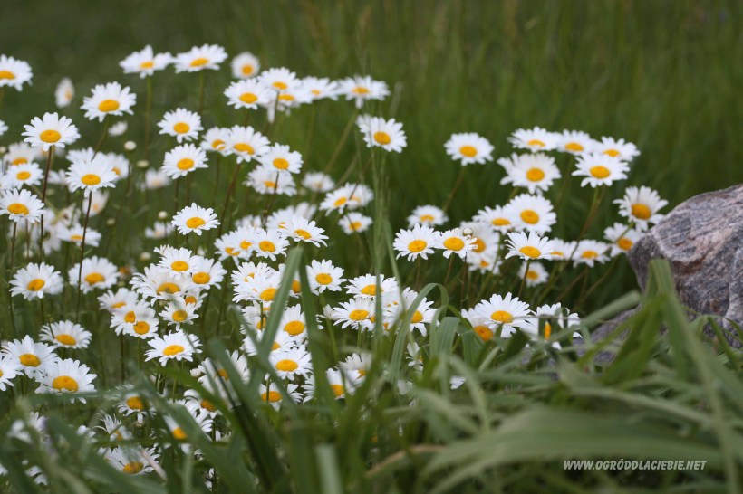 polne kwiaty, kanada