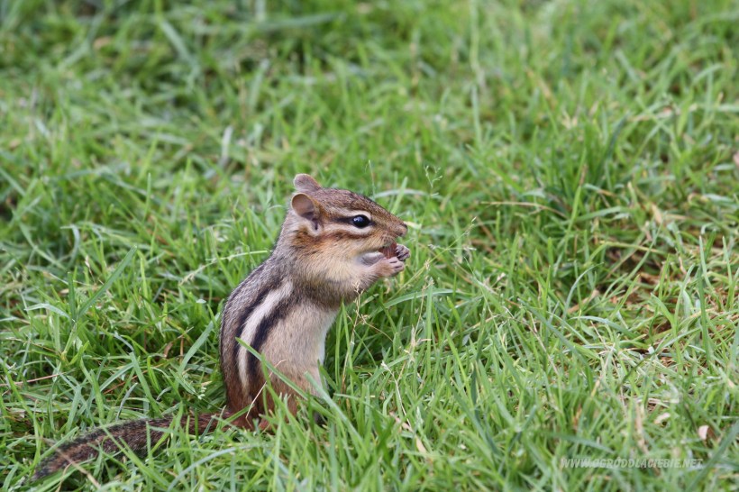 chipmunk