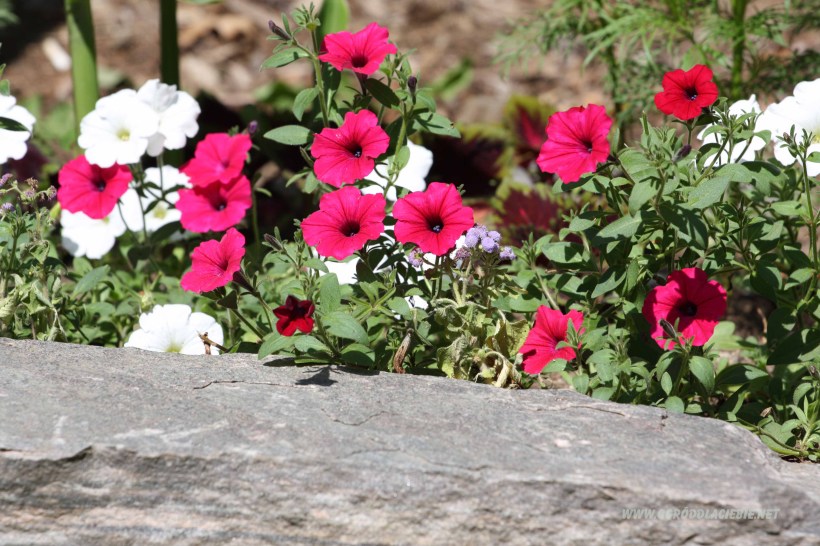 petunia przy kamieniu