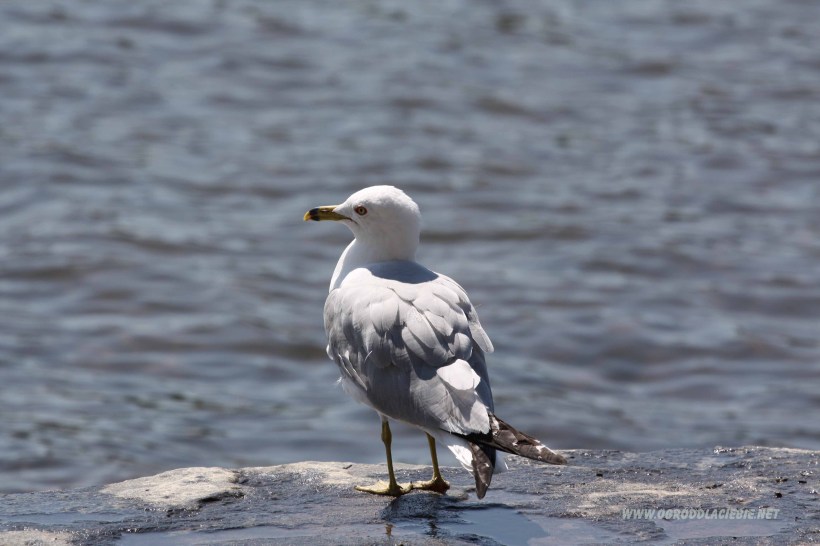 seagull, mewa