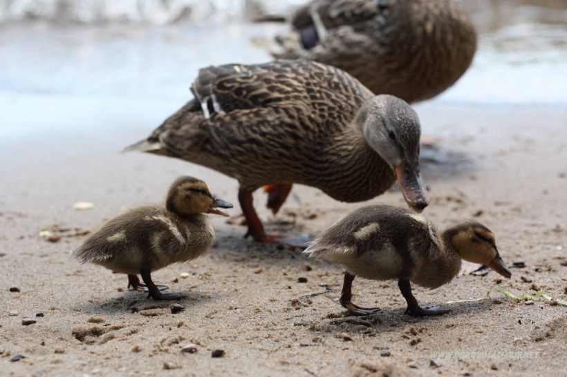 kaczuszki nad jeziorem