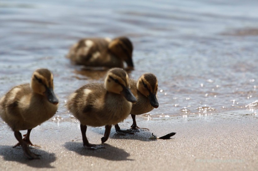 kaczuszki nad jeziorem