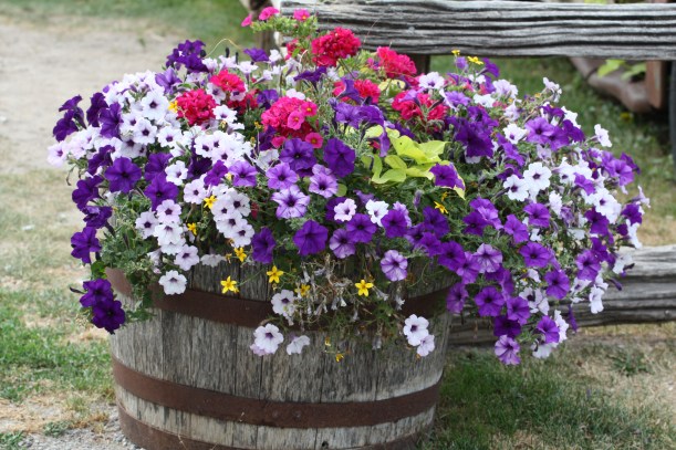 petunia w donicy