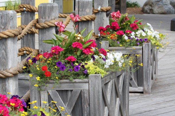 kwiaty w donicach