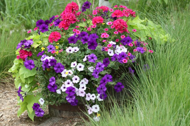 kwiaty w donicach, petunia