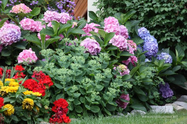 hortensja różowo niebieska