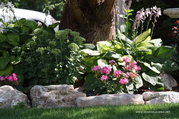 rabatka pod drzewem
