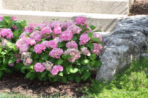 hortensja różowa
