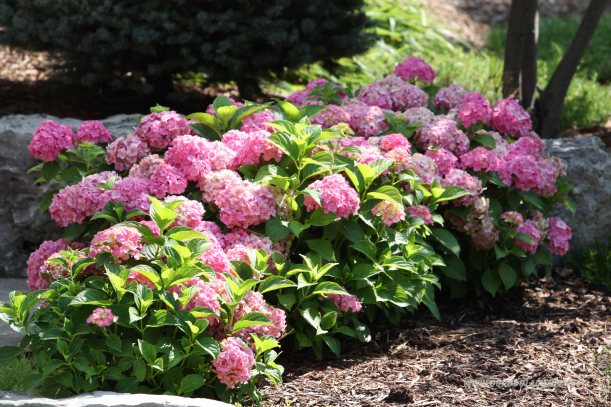 hortensja różowa