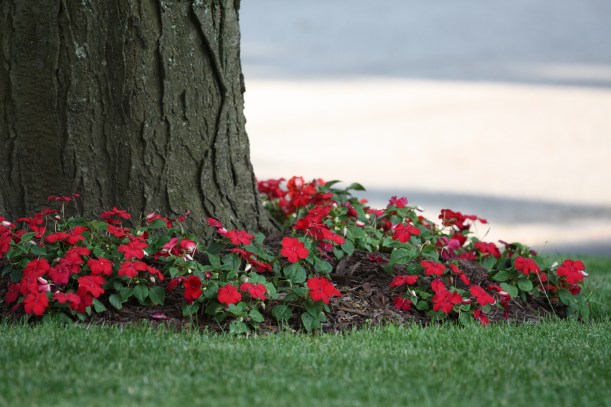 niecierpek czerwony w rabatce pod drzewkiem